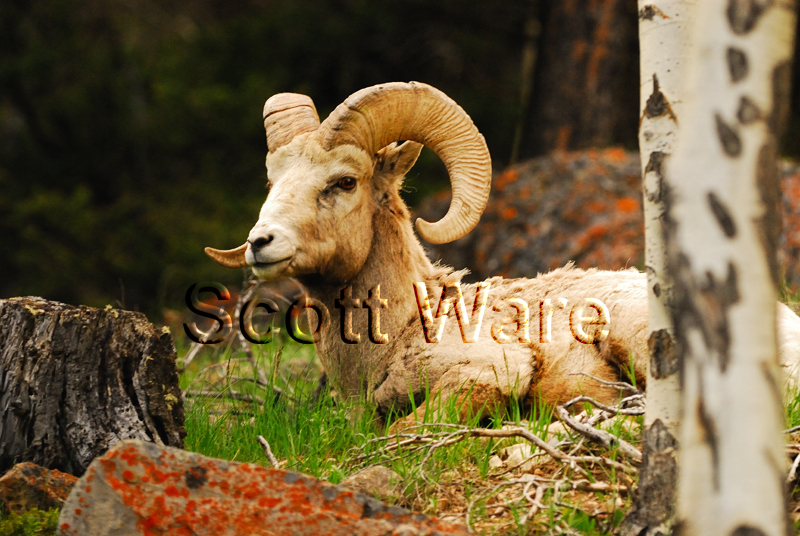Bighorn Ram