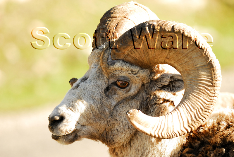 Bighorn Ram