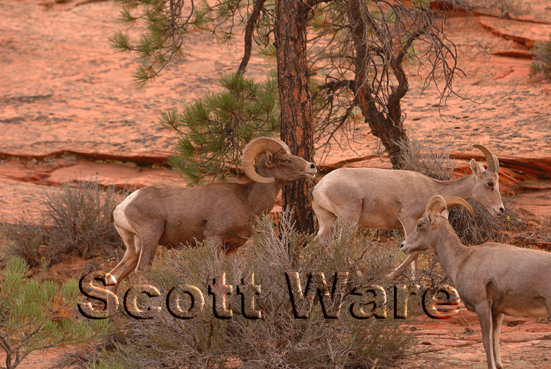 Bighorn Sheep