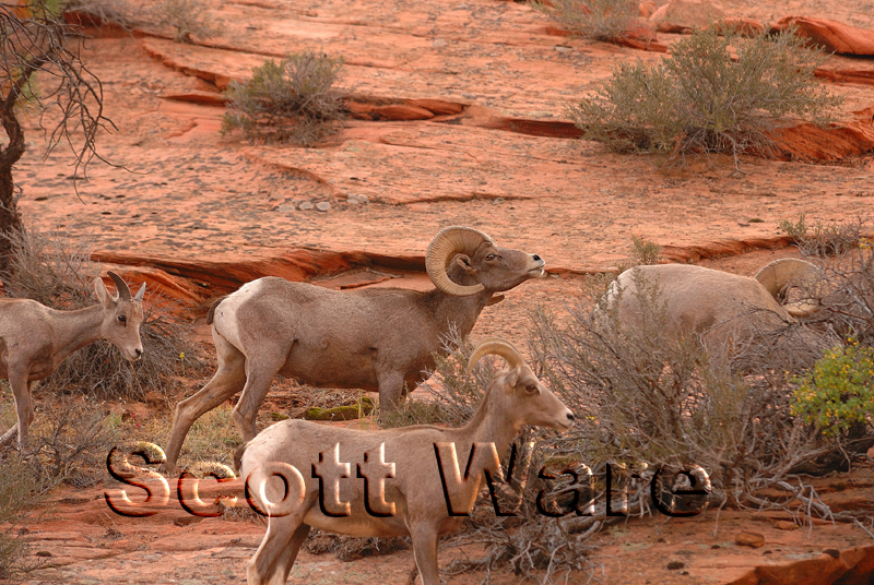 Bighorn Sheep
