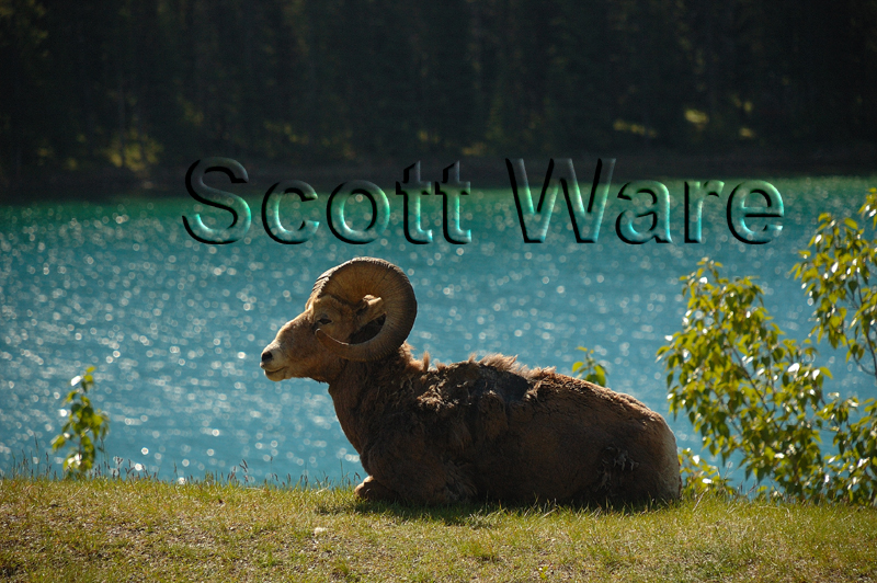 Bighorn Ram