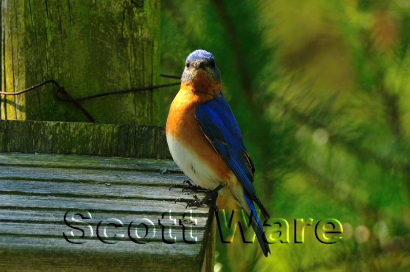 Eastern Blue Birds