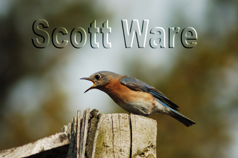 Eastern Blue Bird