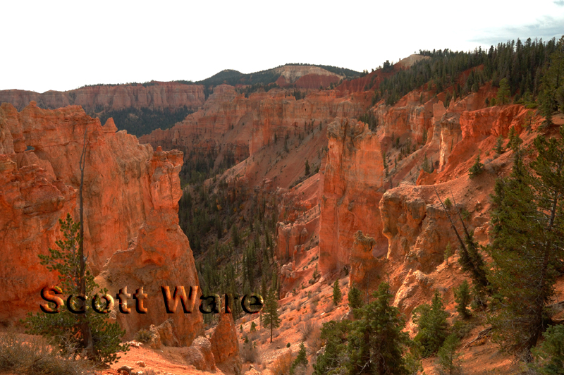 Black Birch Canyon