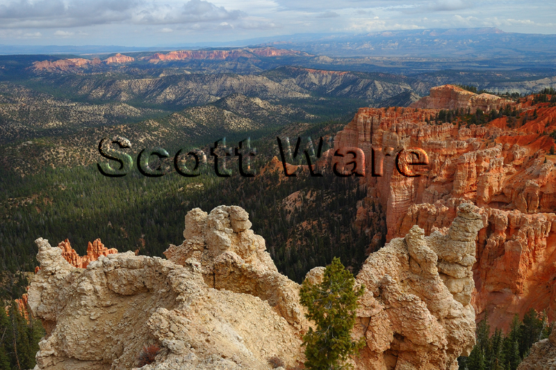 Bryce