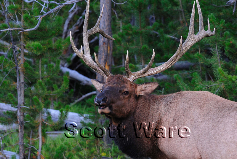 Bull Elk