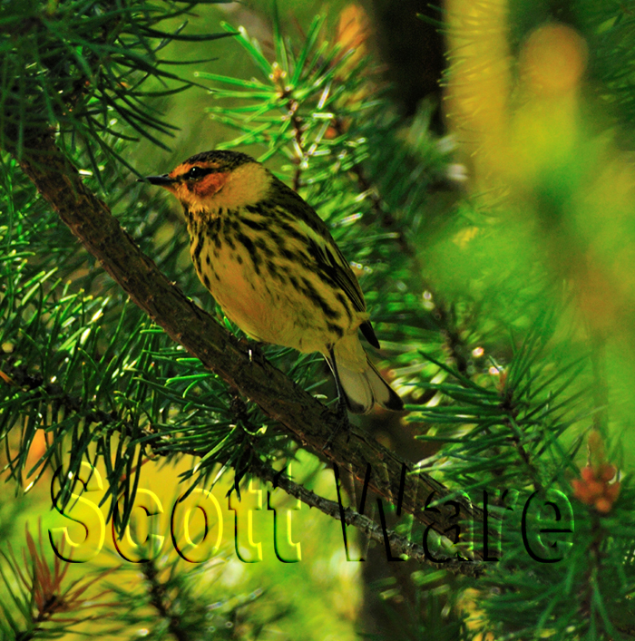 Cape May Warbler