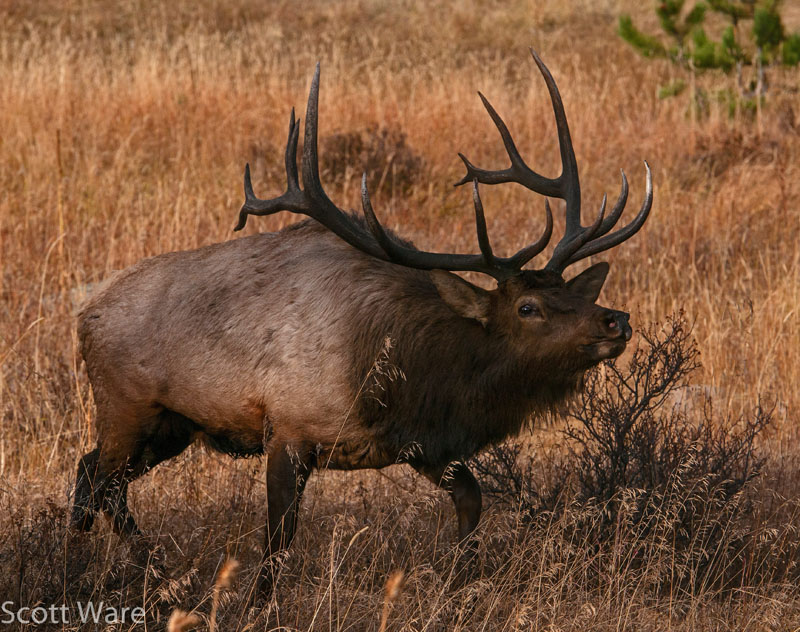 Elk