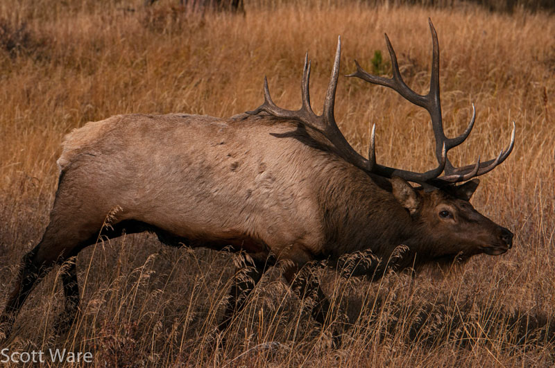 Elk