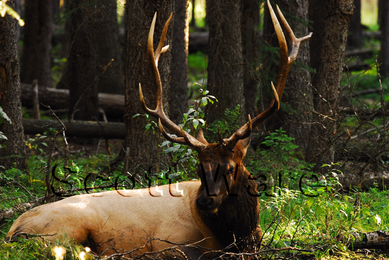 Elk