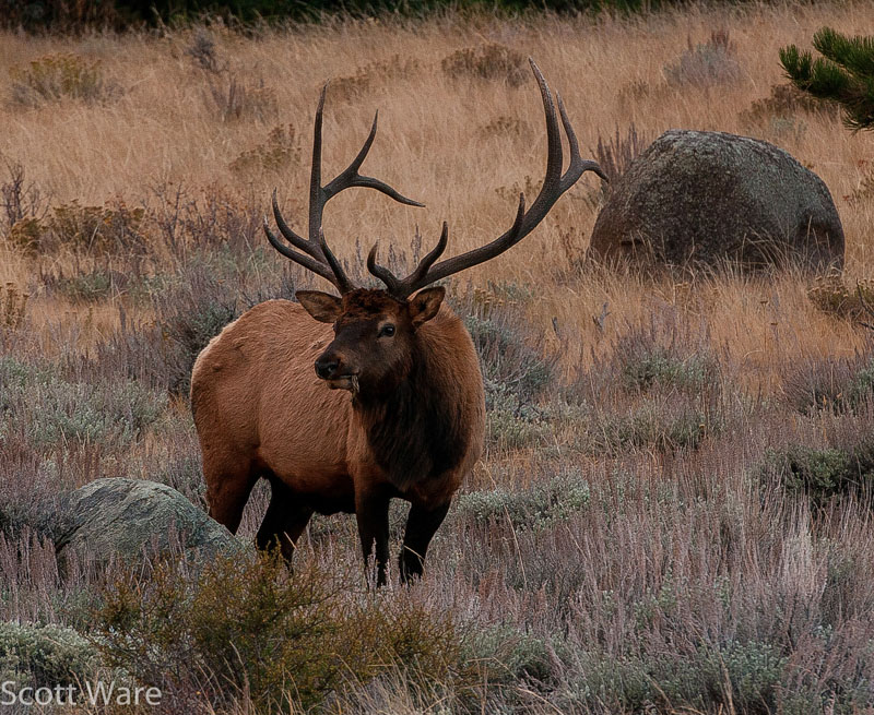 Elk