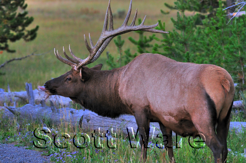 Bull Elk