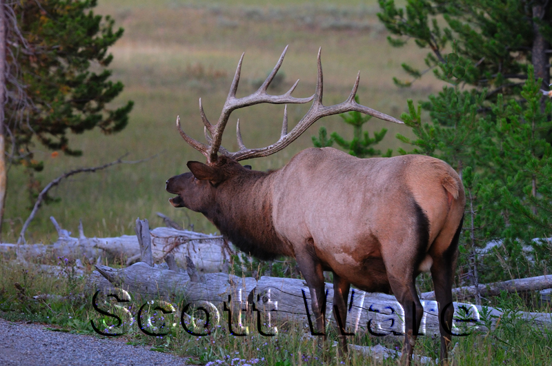 Bull Elk