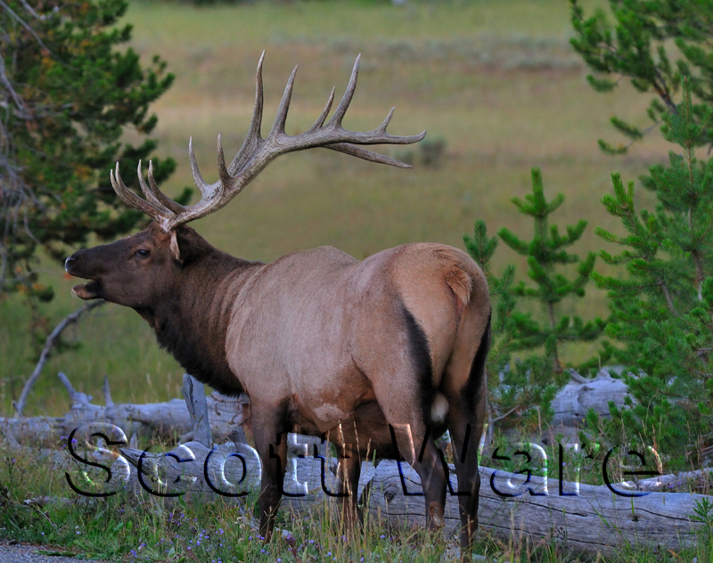 Bull Elk