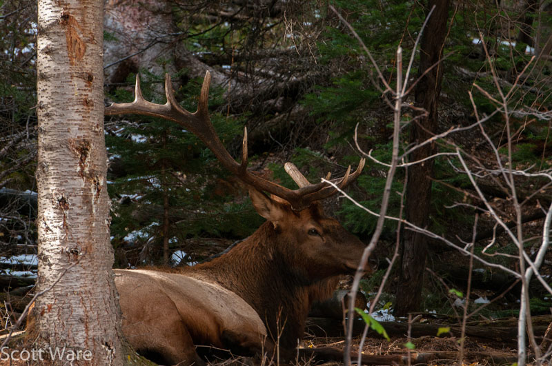 Elk
