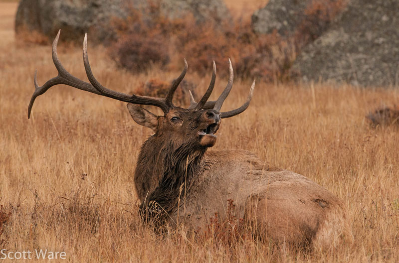 Bull Elk