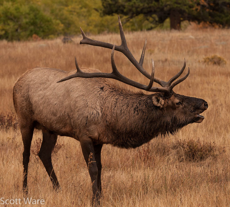 Elk