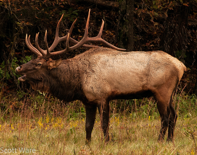 Elk