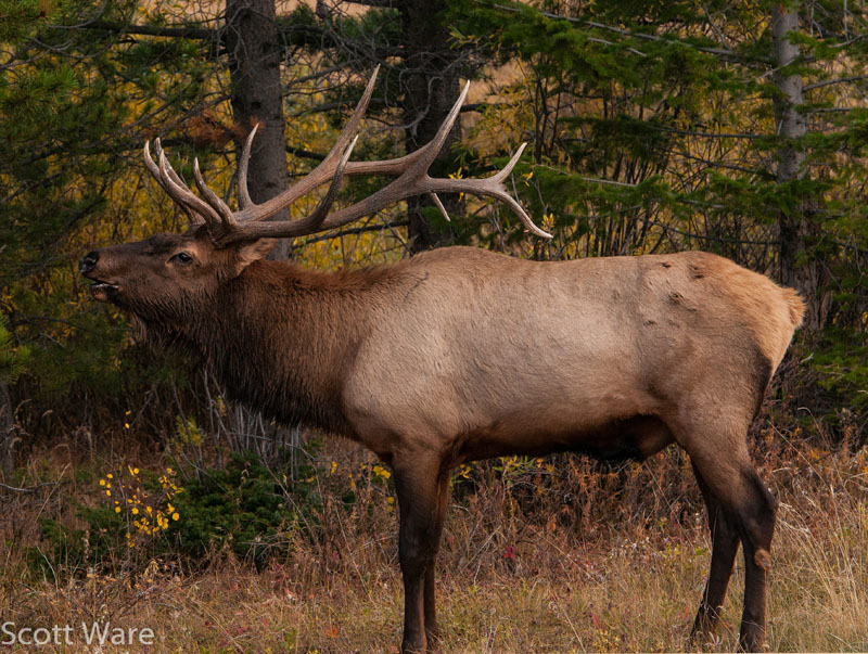Elk