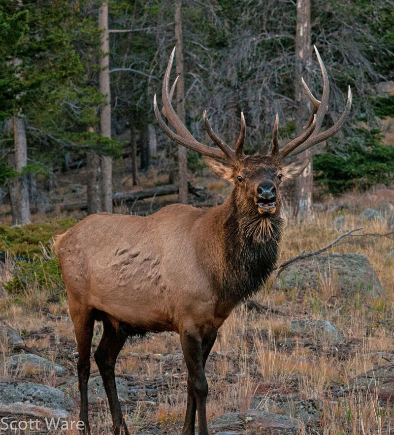 Elk