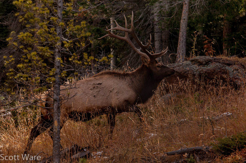Elk
