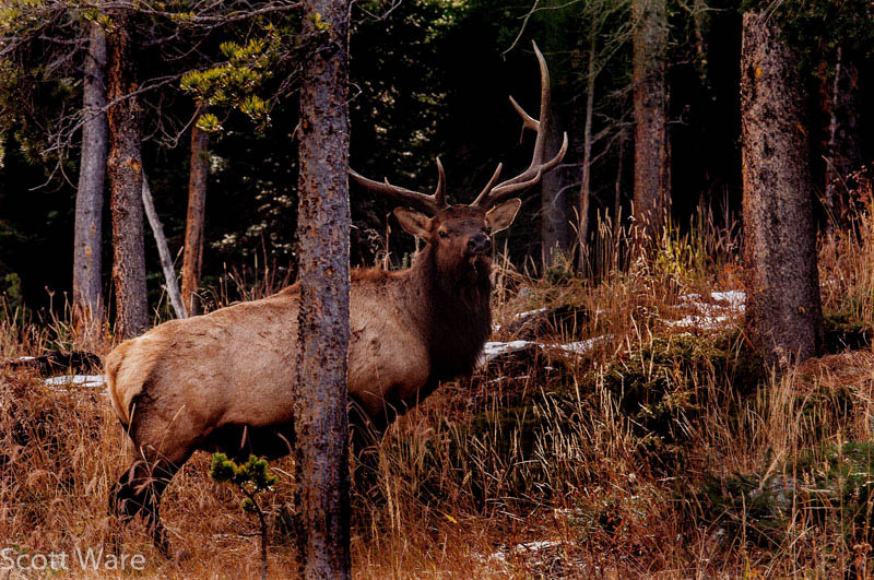 Elk