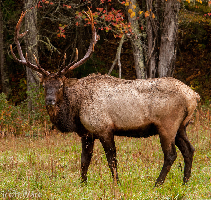 Elk