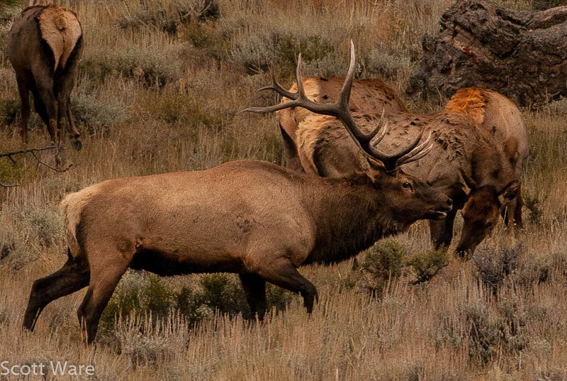 Elk