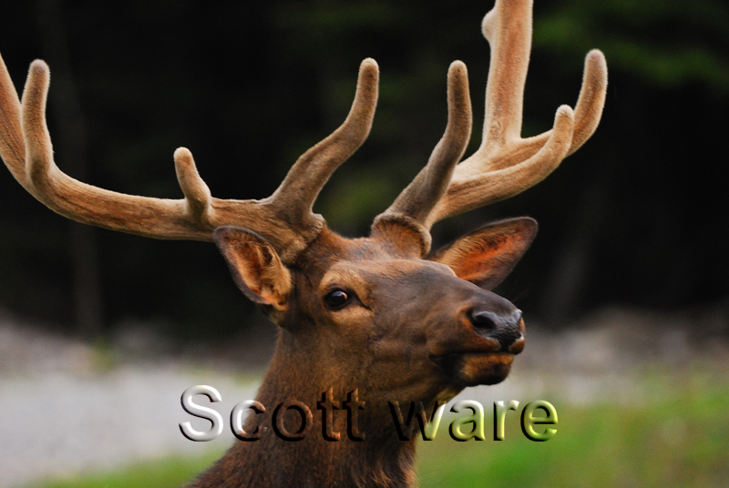 Elk