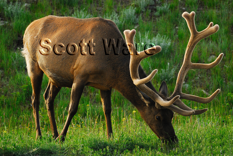 Elk