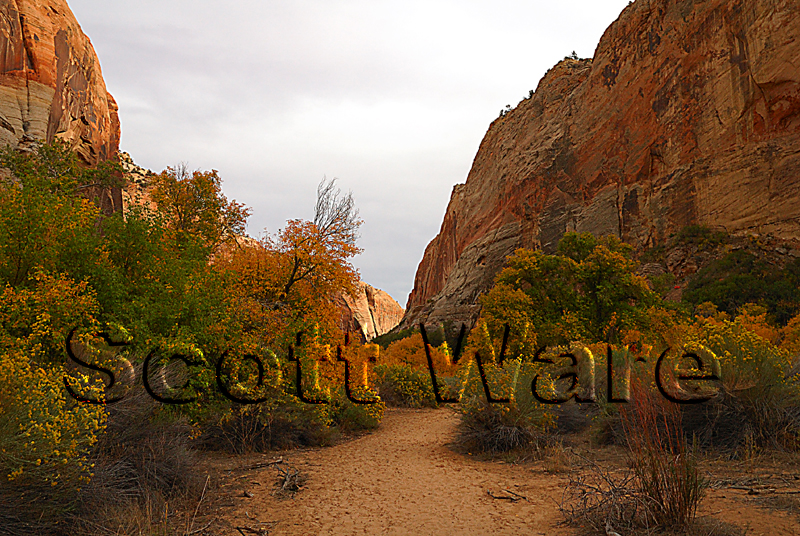 Trail to the Lower Falls