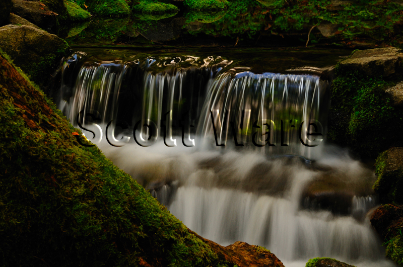 Fern Spring