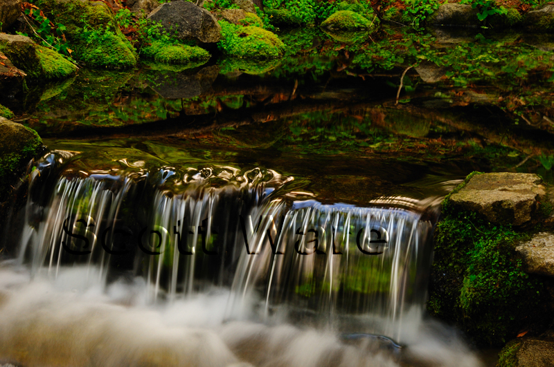 Fern Spring