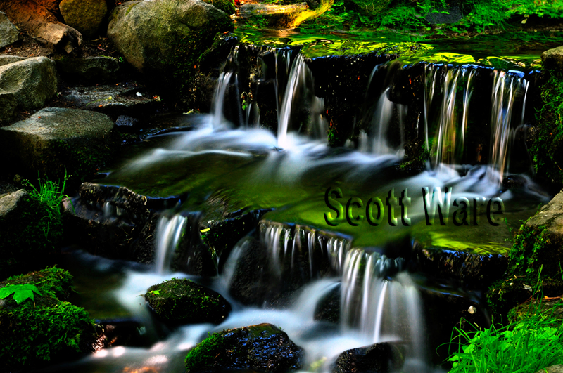 Fern Springs