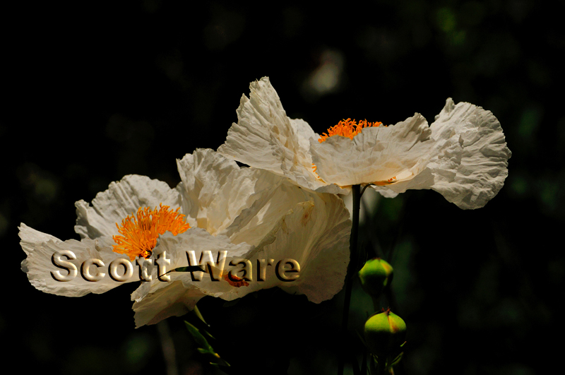Fried Egg Poppies
