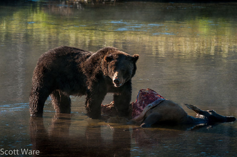 Grizzly