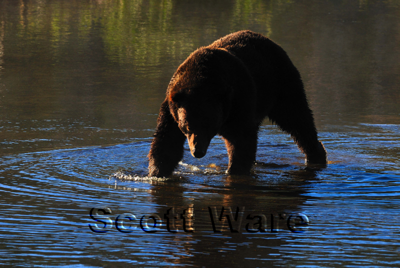 Grizzly