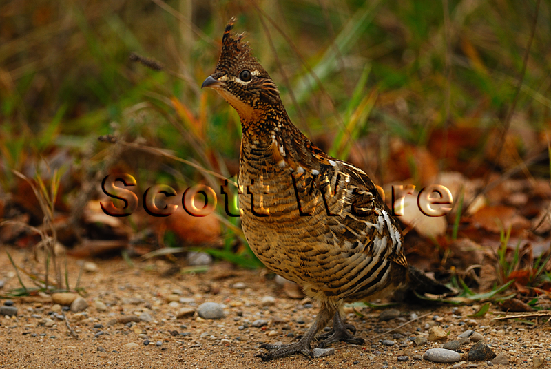 Ruffed Grouse