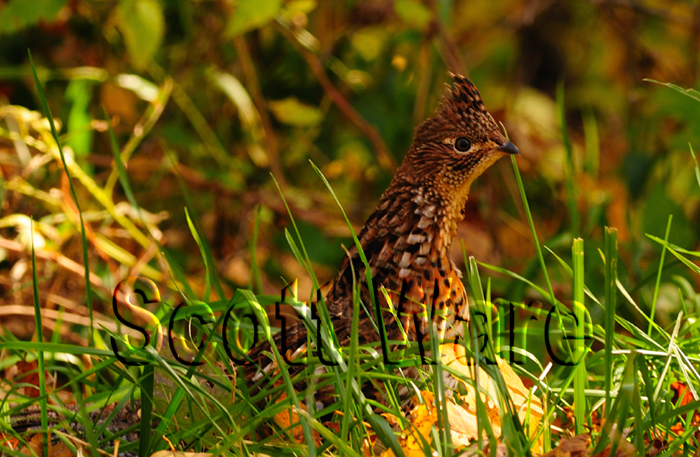 Ruffed Grouse