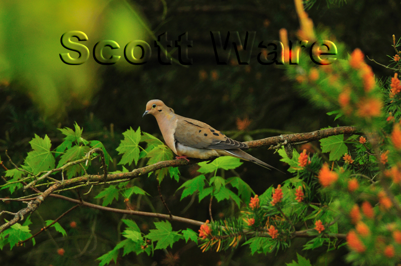 Mourning Dove