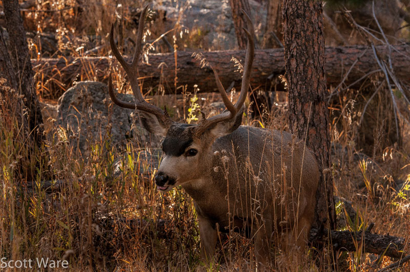 Elk