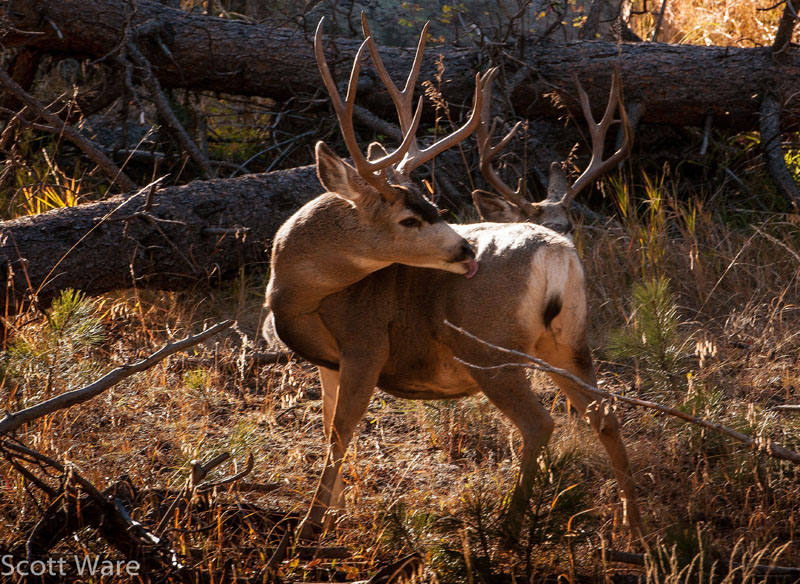 Mule Deer