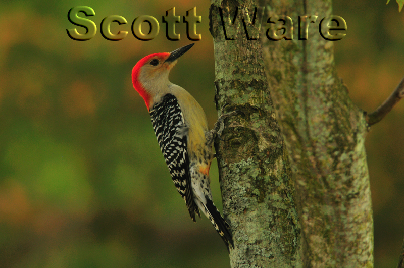 Red-bellied Woodpecker