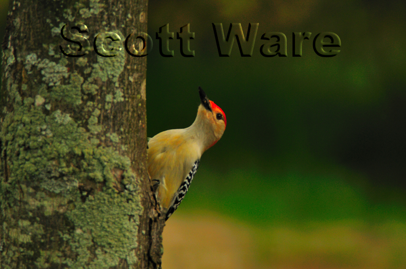Red-bellied Woodpecker