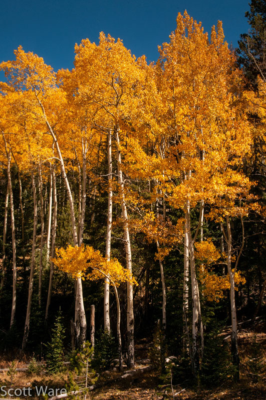 Aspens