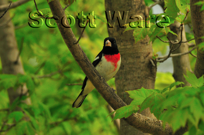 Rose-breasted Grosbeak