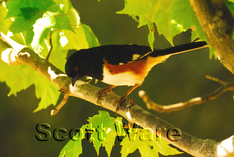 Rufous-sided Towhee