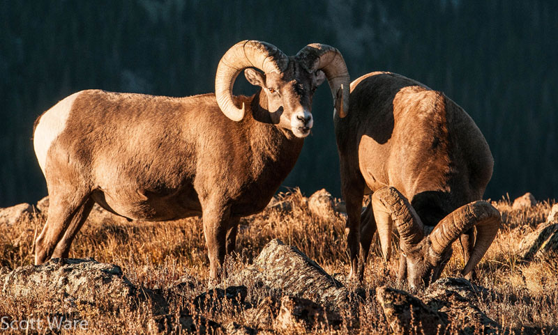 Bighorn Sheep