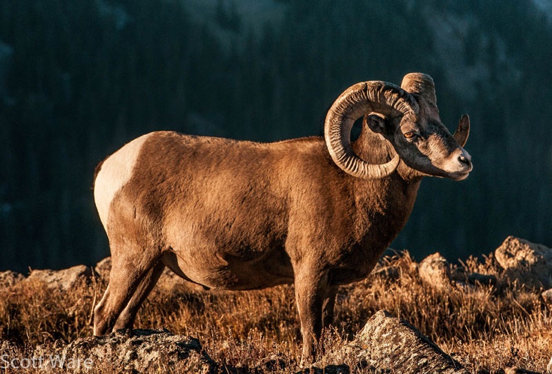 Bighorn Sheep