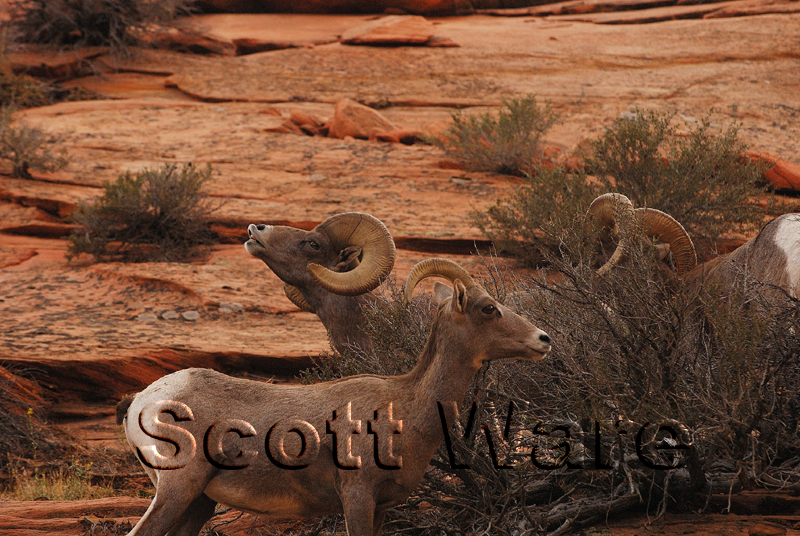 Bighorn Sheep